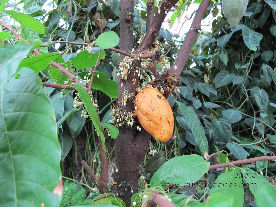 cacao_20110416