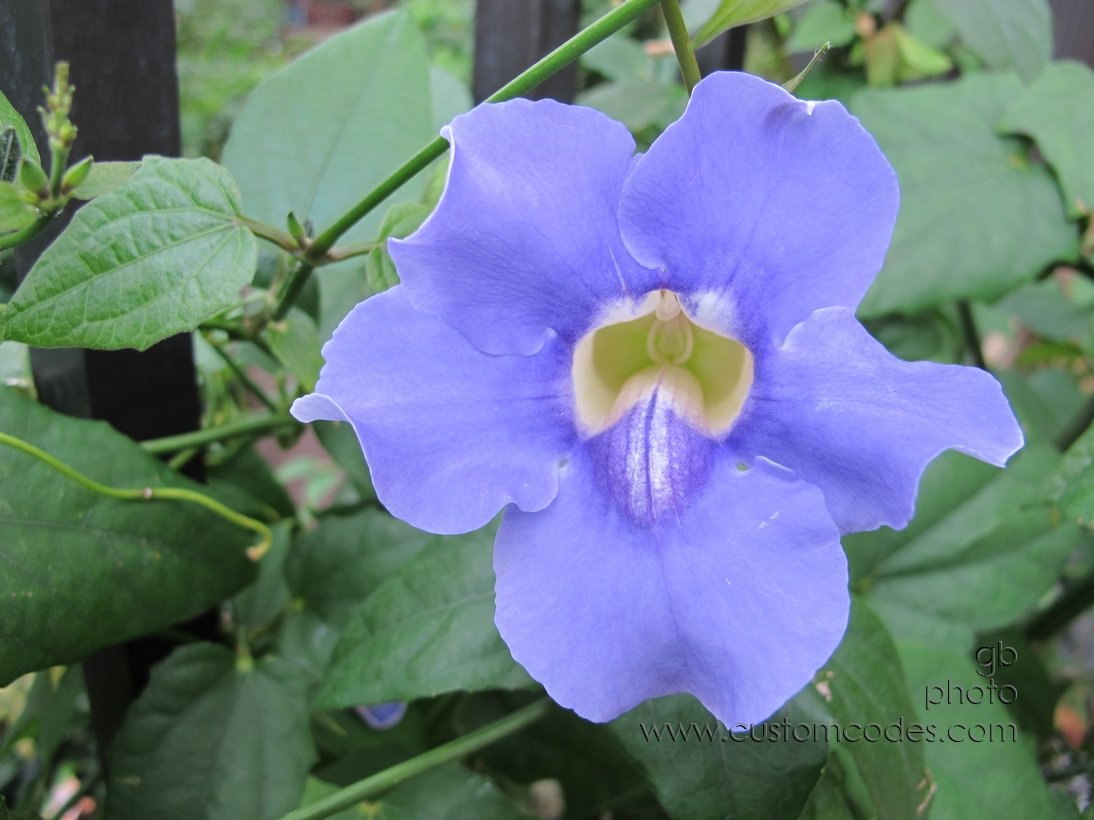 soBlue_20110416