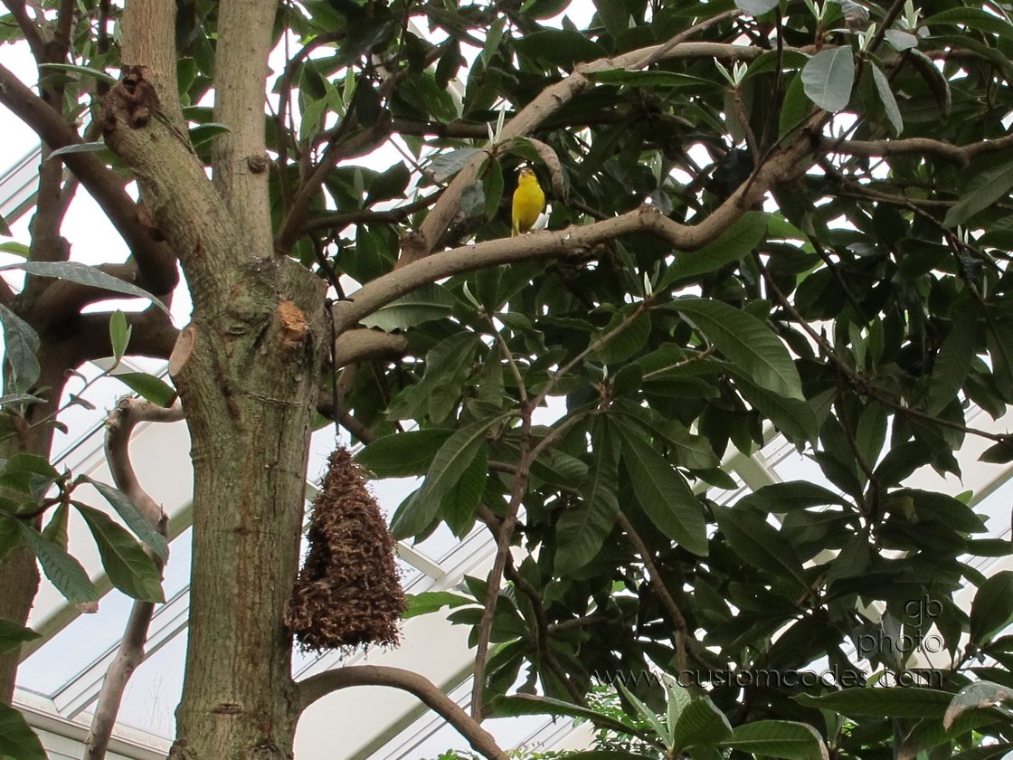 canary_20110416