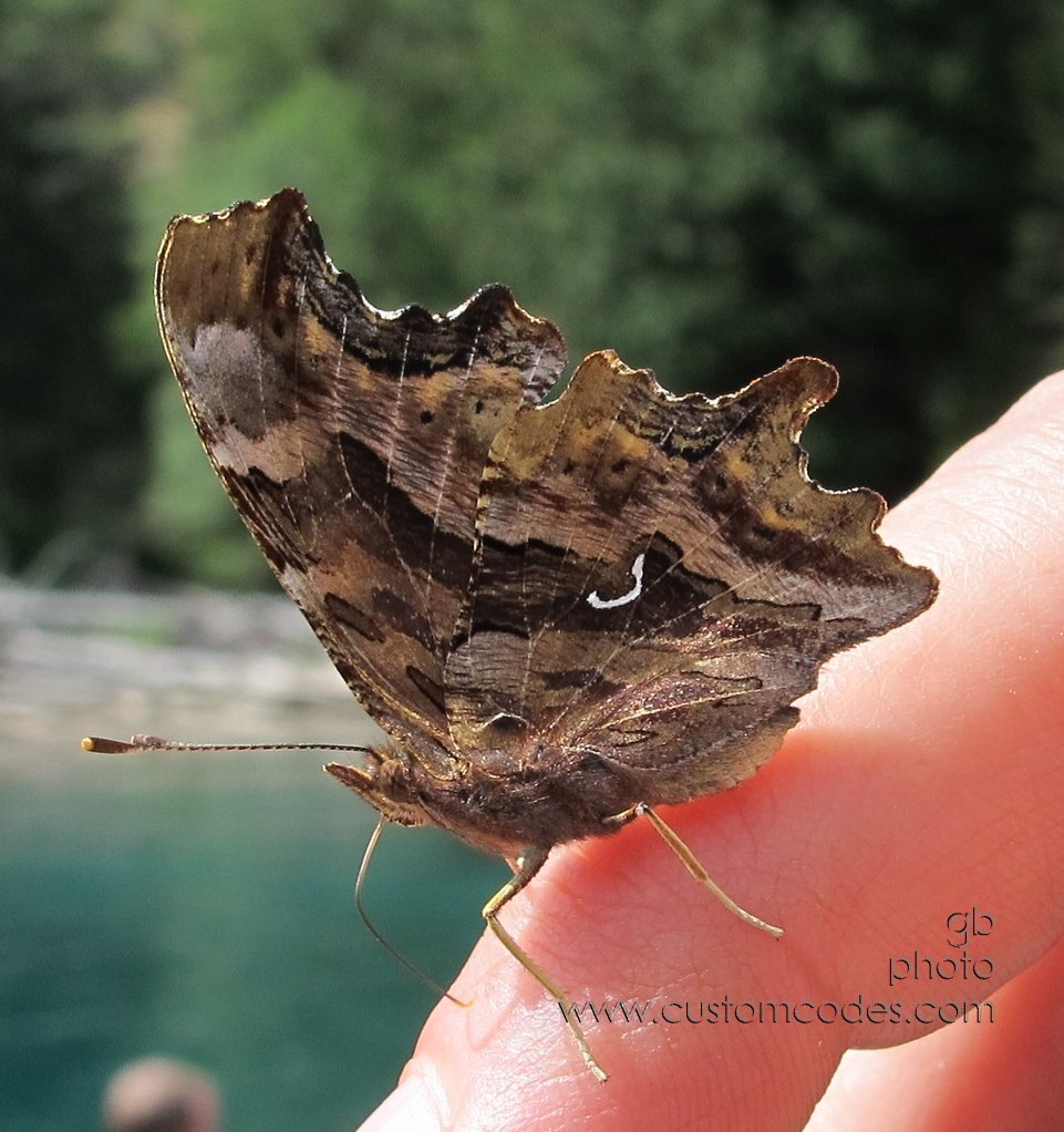 Glacier_ButterflyOnFinger