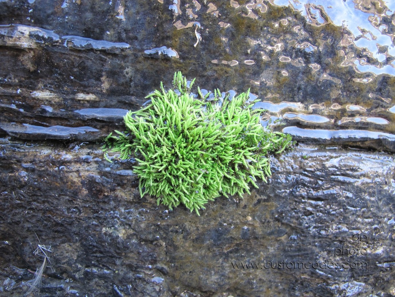 Glacier_Tenacity_20110828