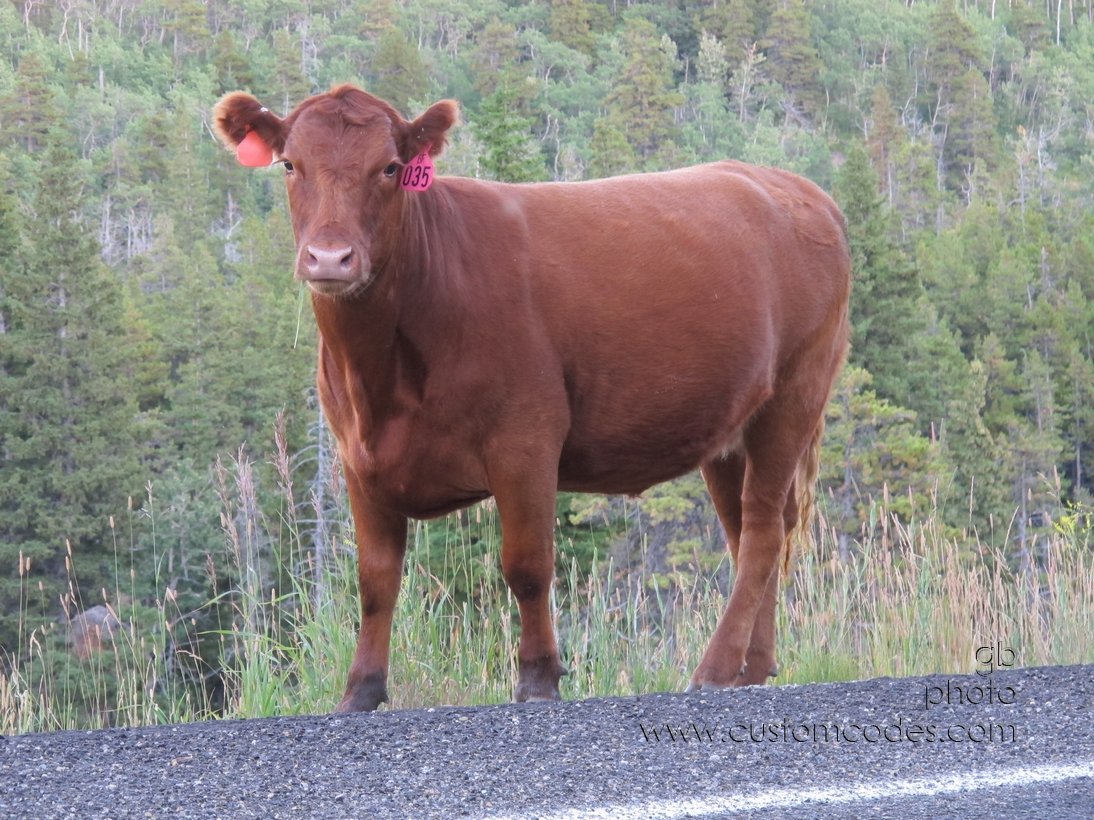 RangeCow_NE_Glacier