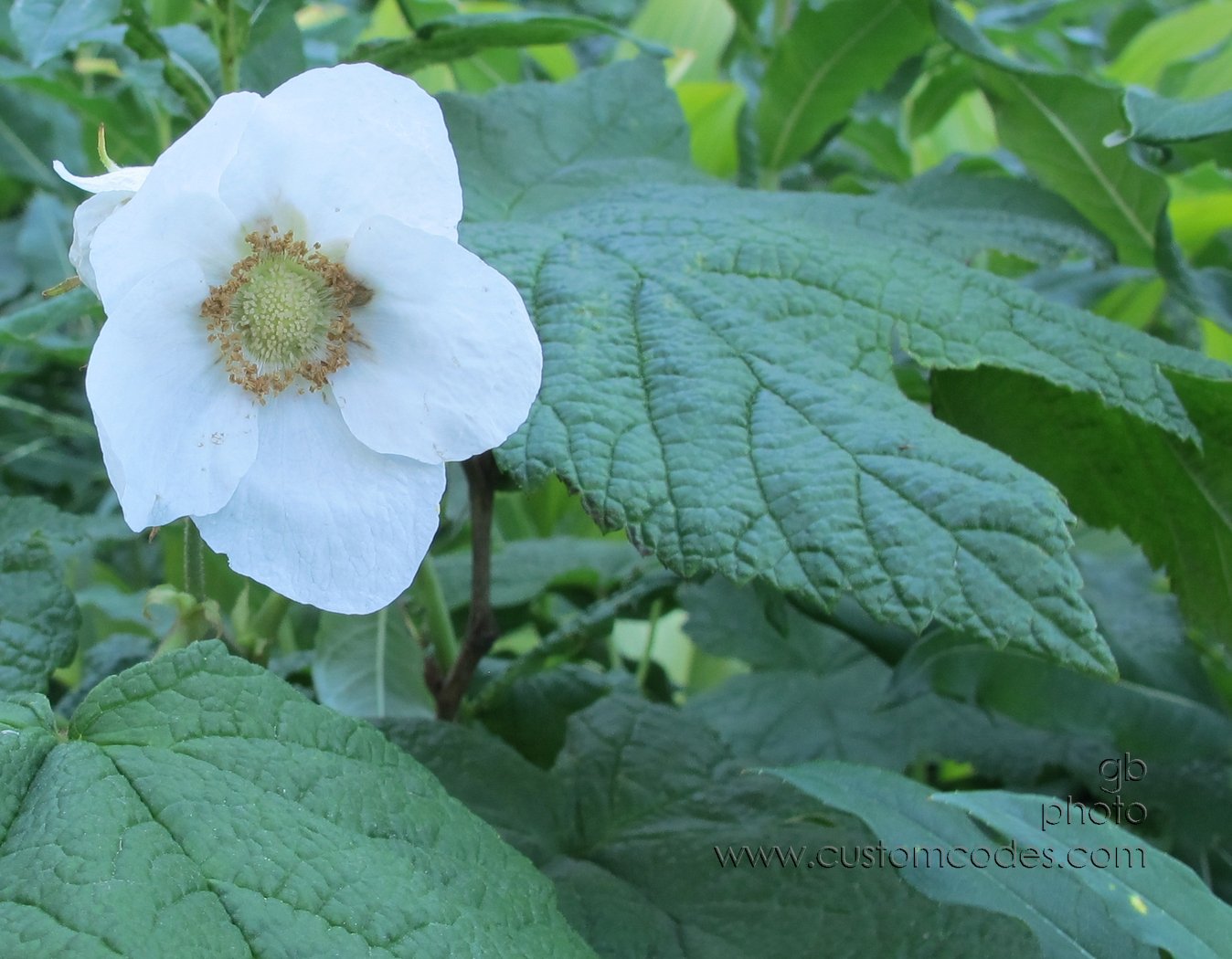 Glacier_White_20110828