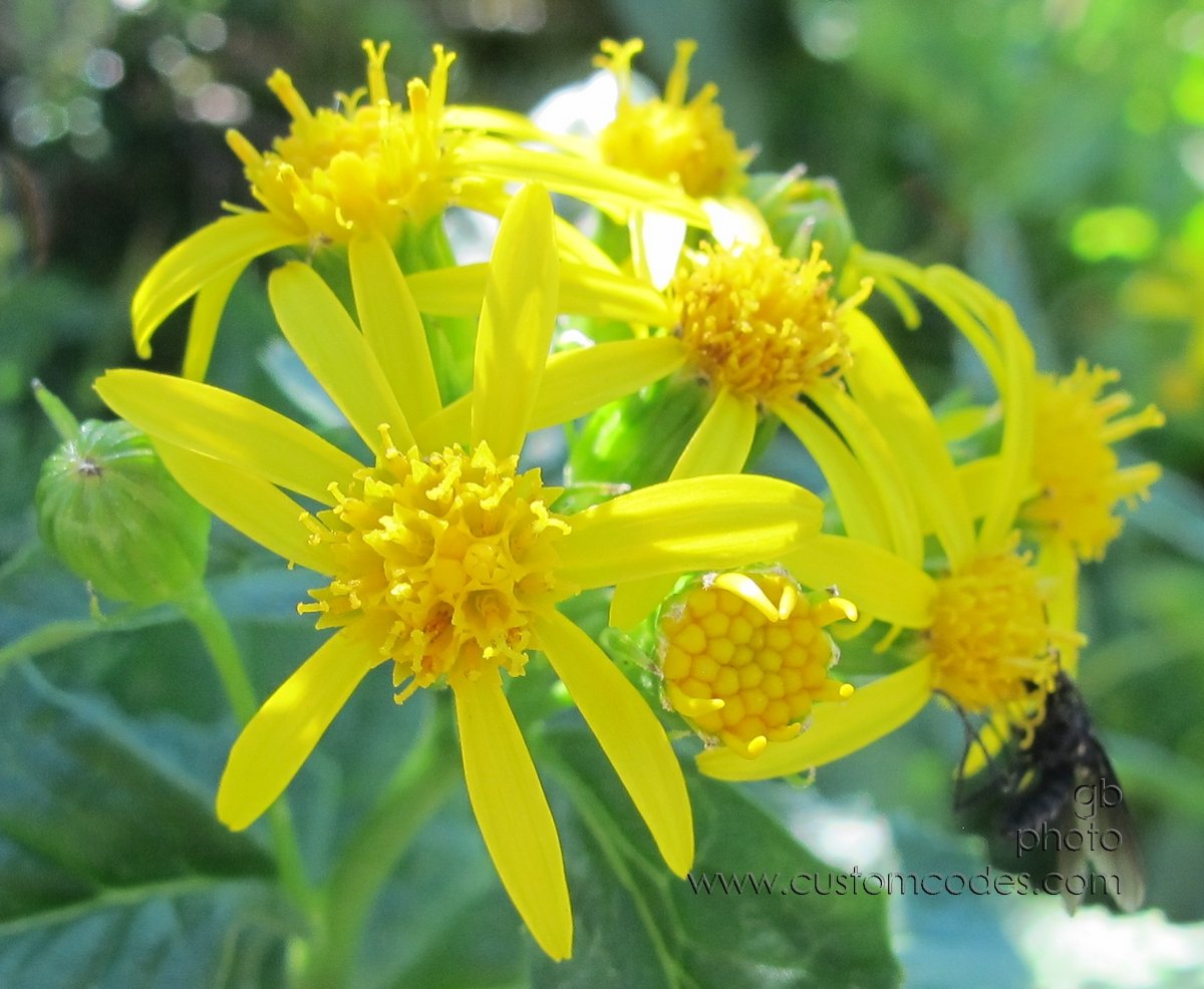 Glacier_Yellow_20110828