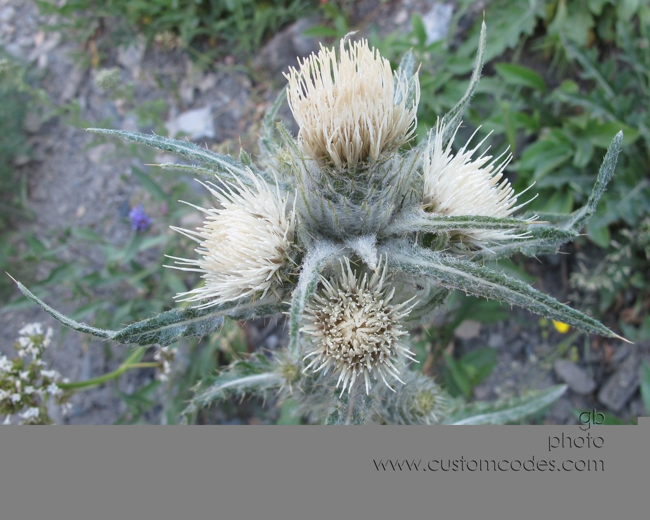 Glacier_FuzzyThistles_20110828