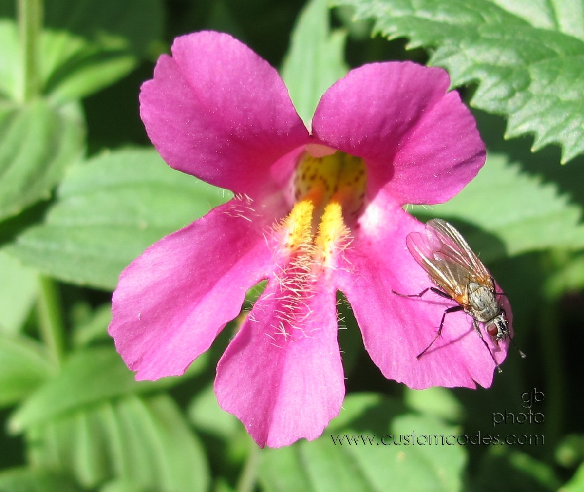 Glacier_RedWithFly_20110828