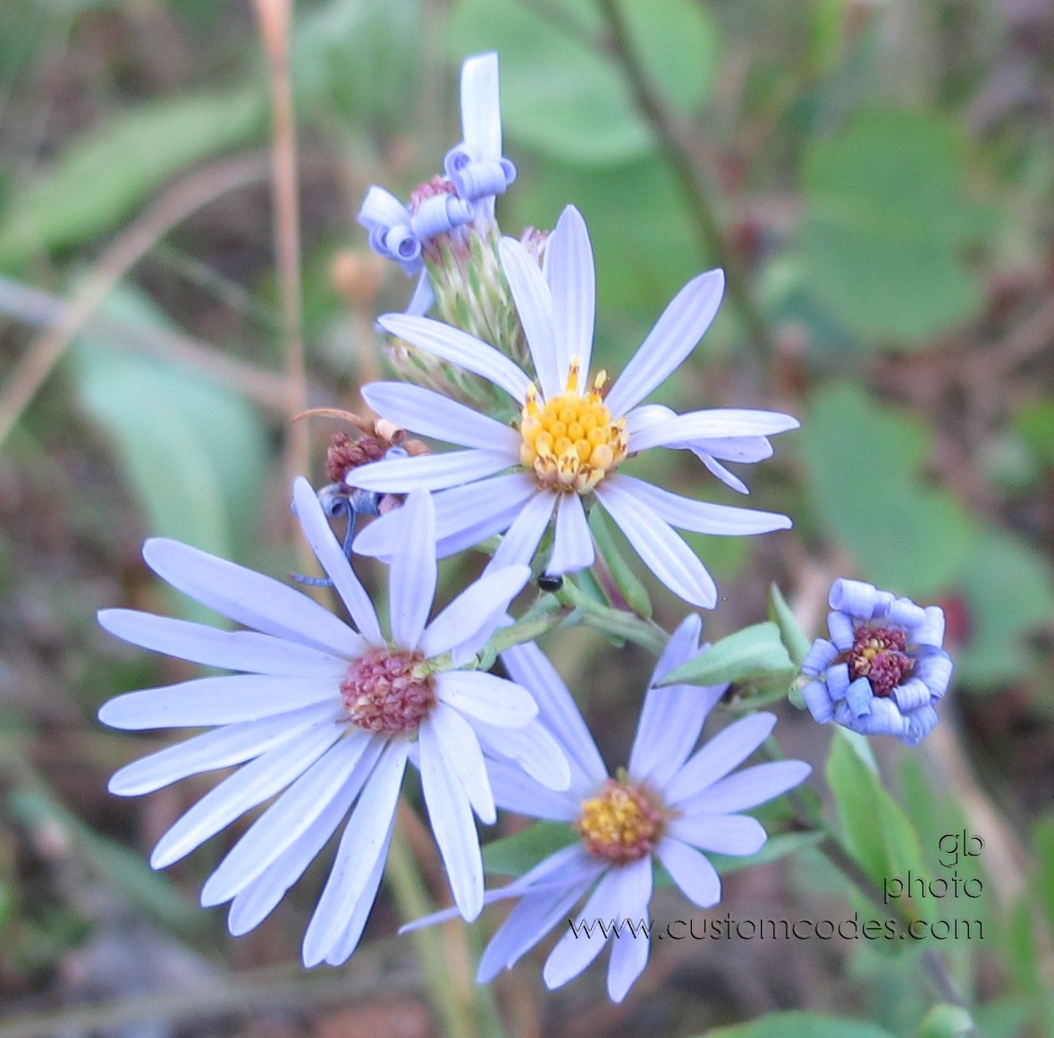 Glacier_Blues_20110828