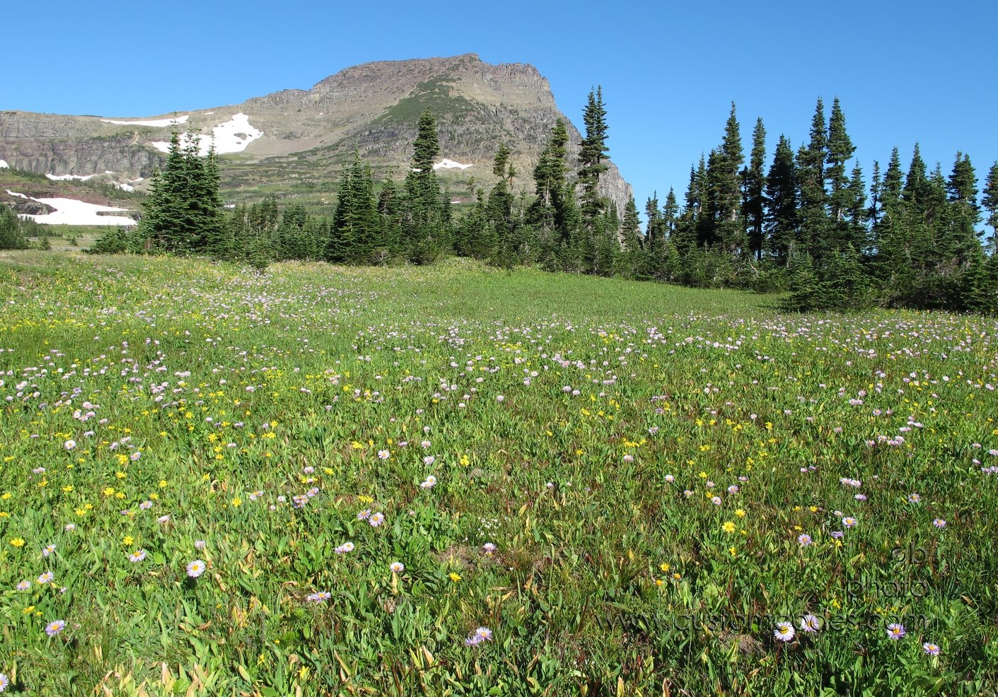 GlacierInBloom_20110828
