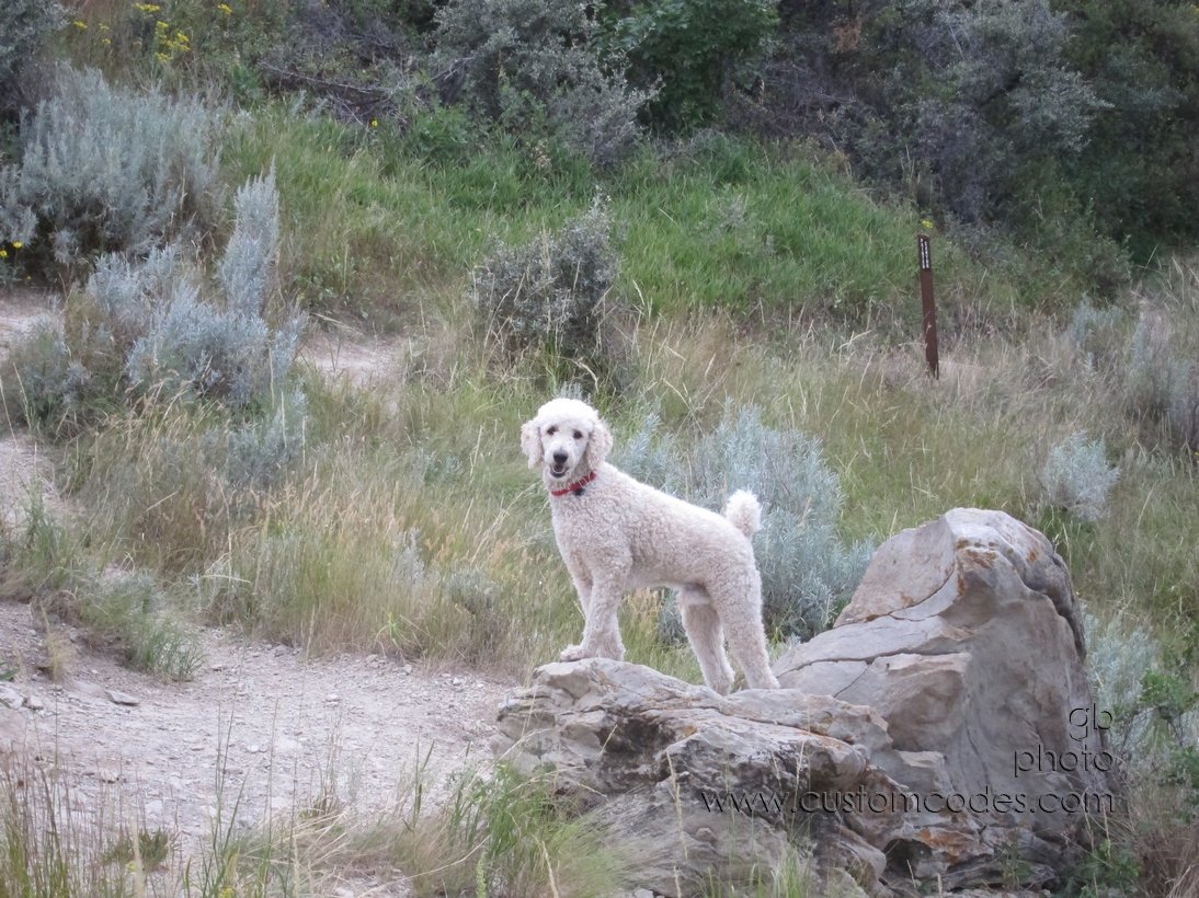 Elwood_20110829_TRGrazingLandOnWayHome