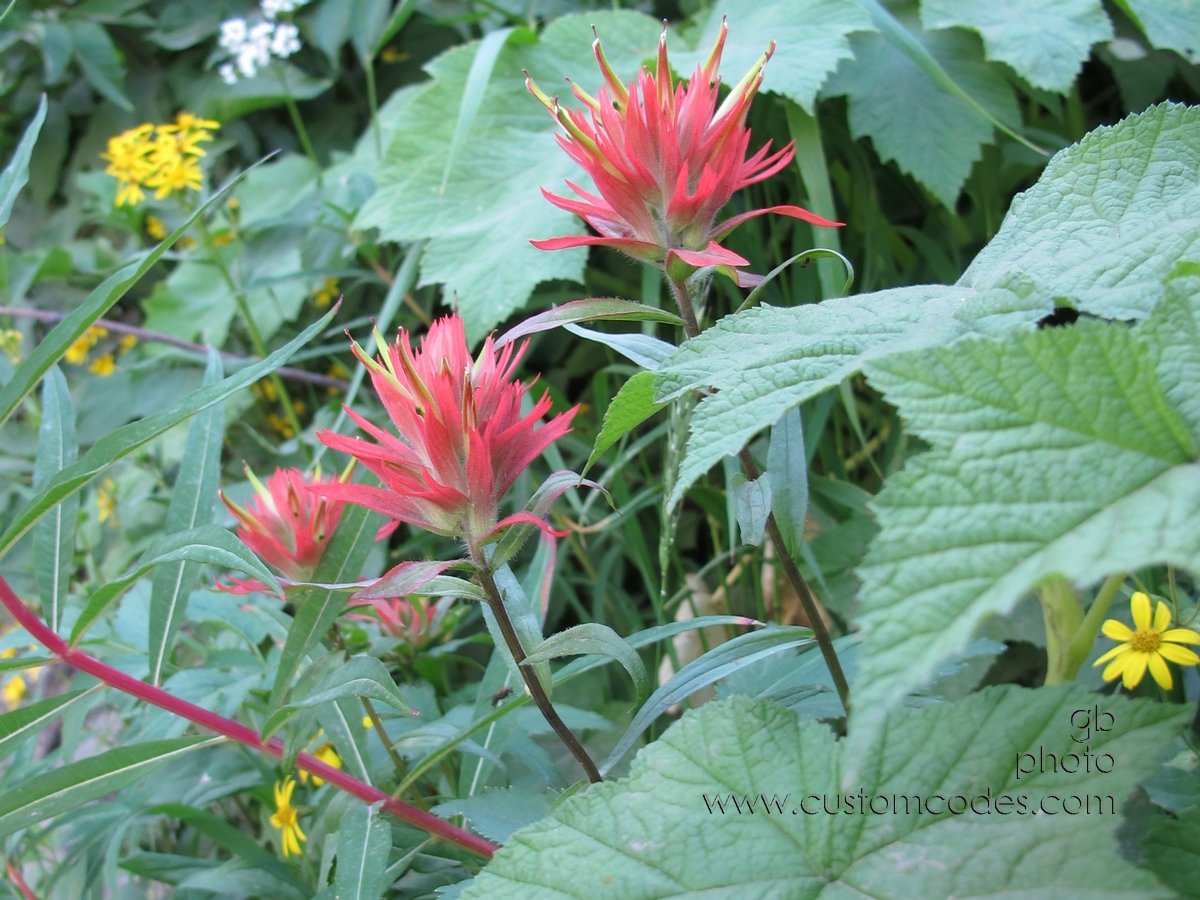 Glacier_RedPaintbrush_20110828