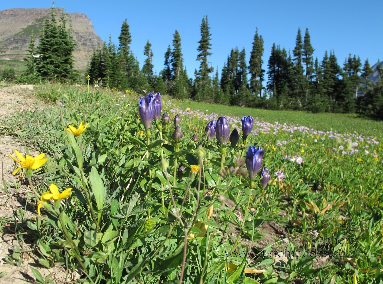 GlacierInBloom2_20110828
