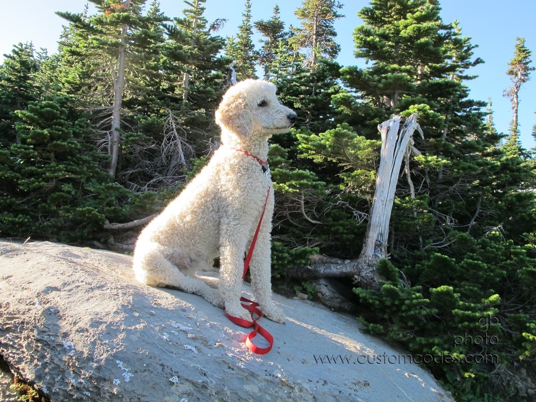 Elwood_EnjoyingTheViewLogansPass