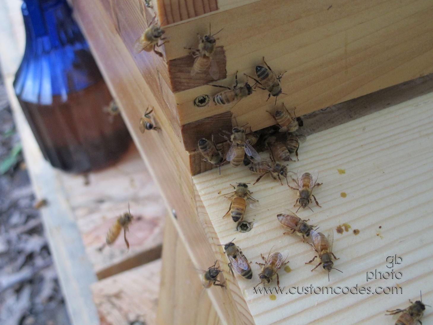 HiveEntrance-20160512