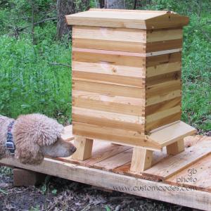 CiCochsBees