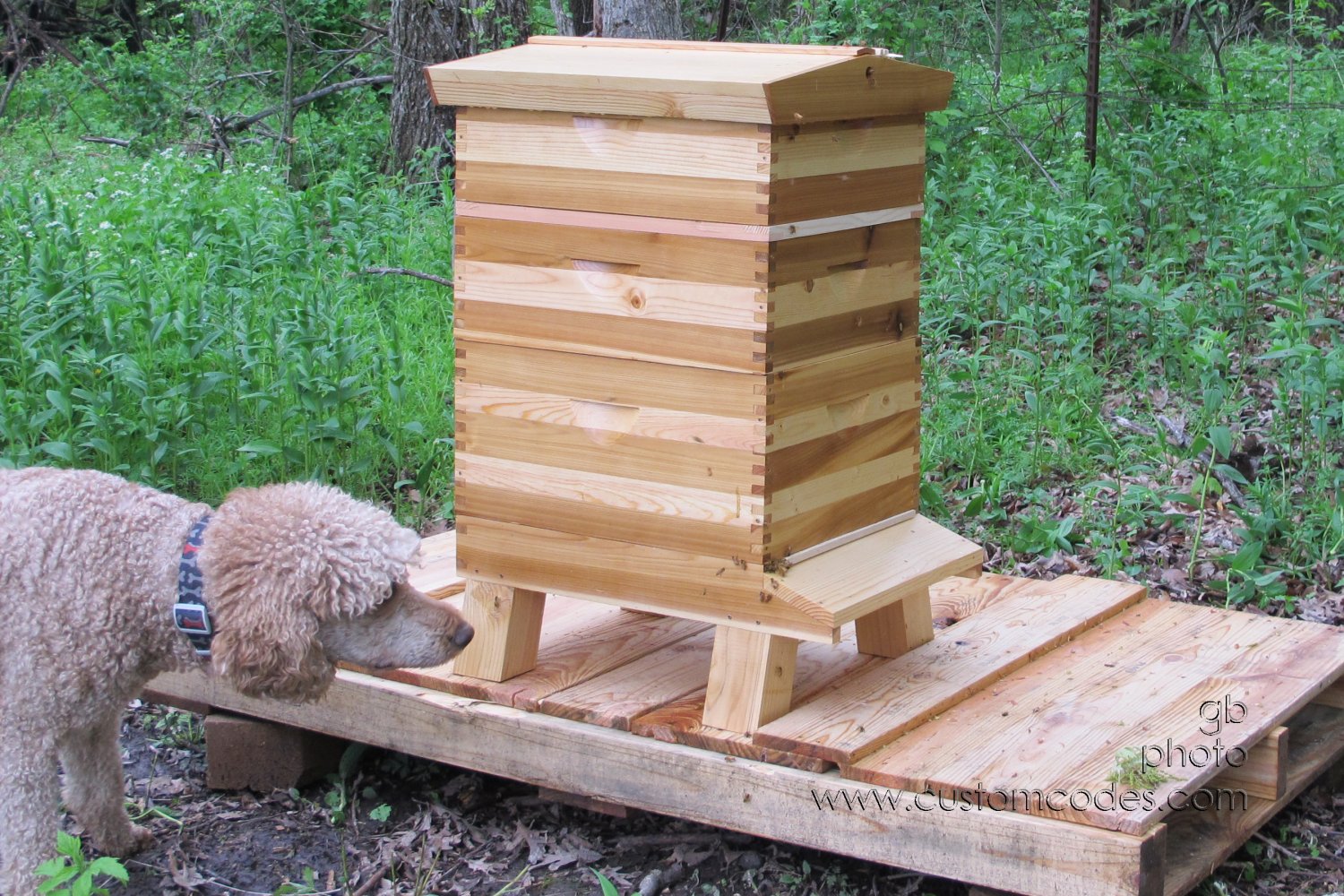 CiCochsBees