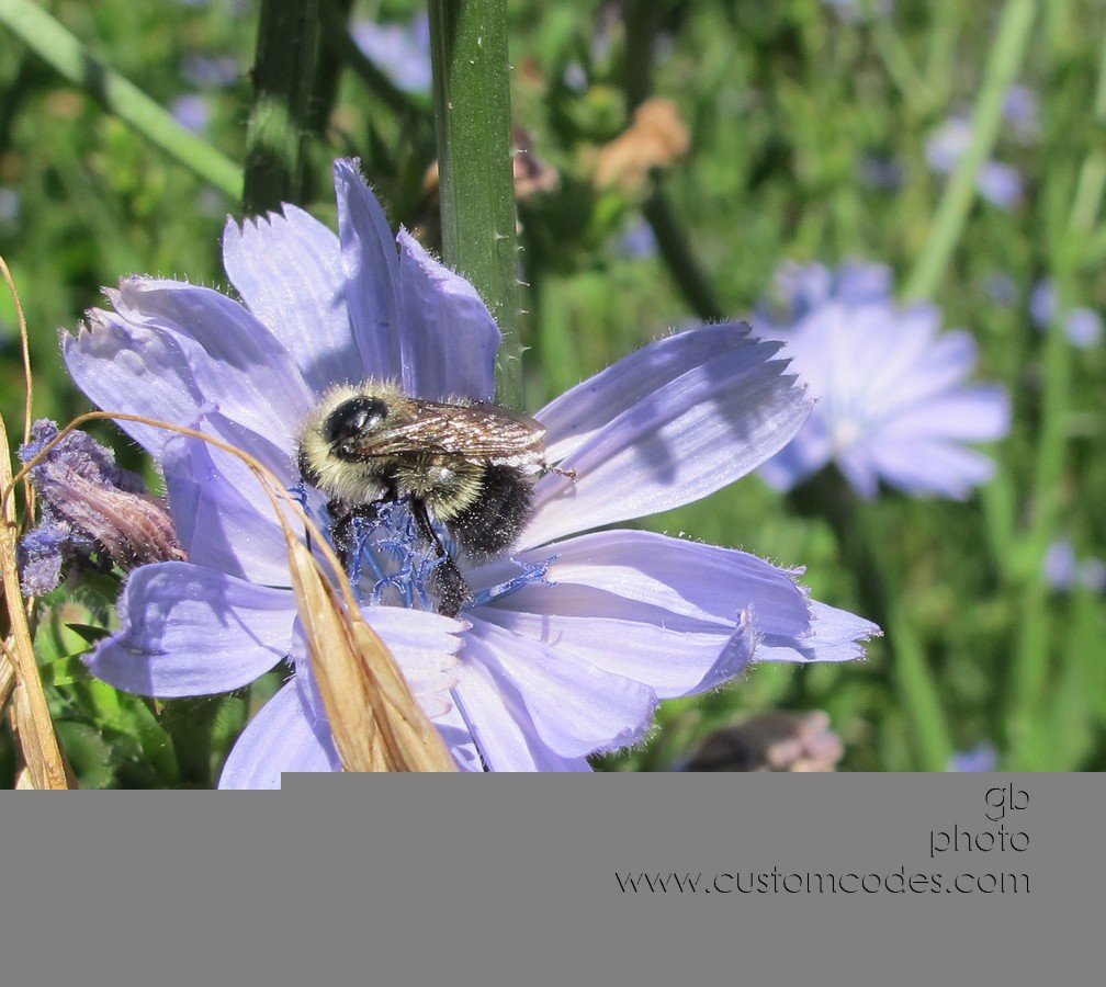 babyBumble_20160716