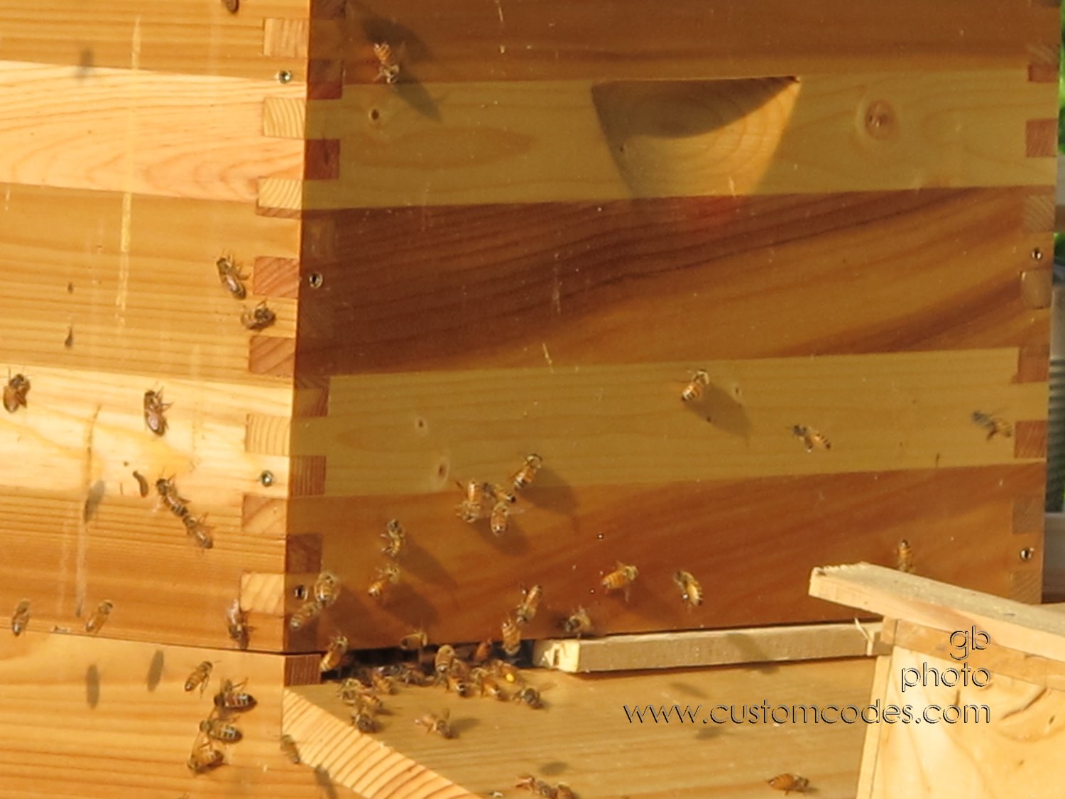bee-door_20160523
