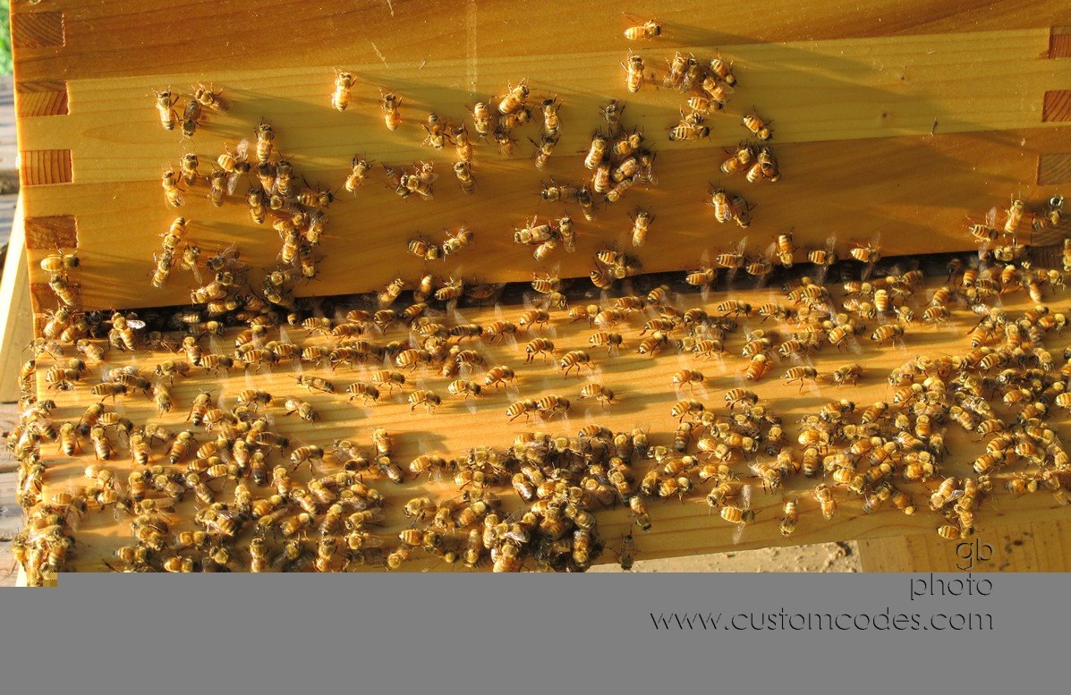 Bees_20160803_C