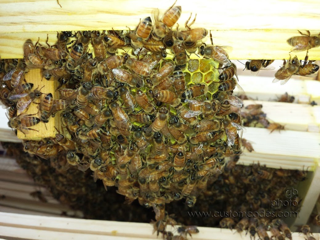 Bees20160516