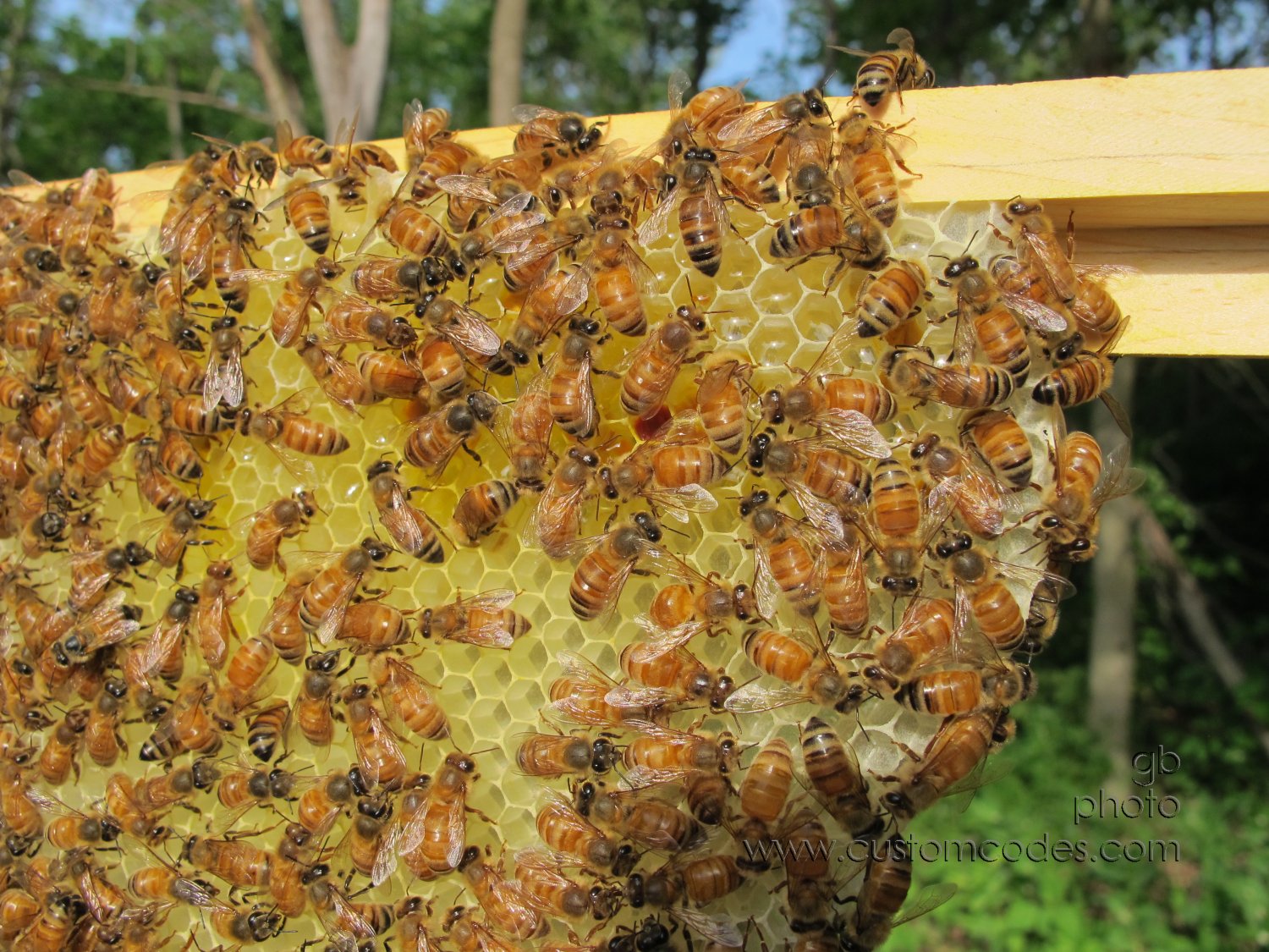 bee_free_20160523