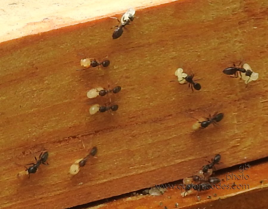 ants