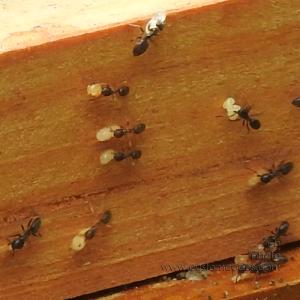 ants