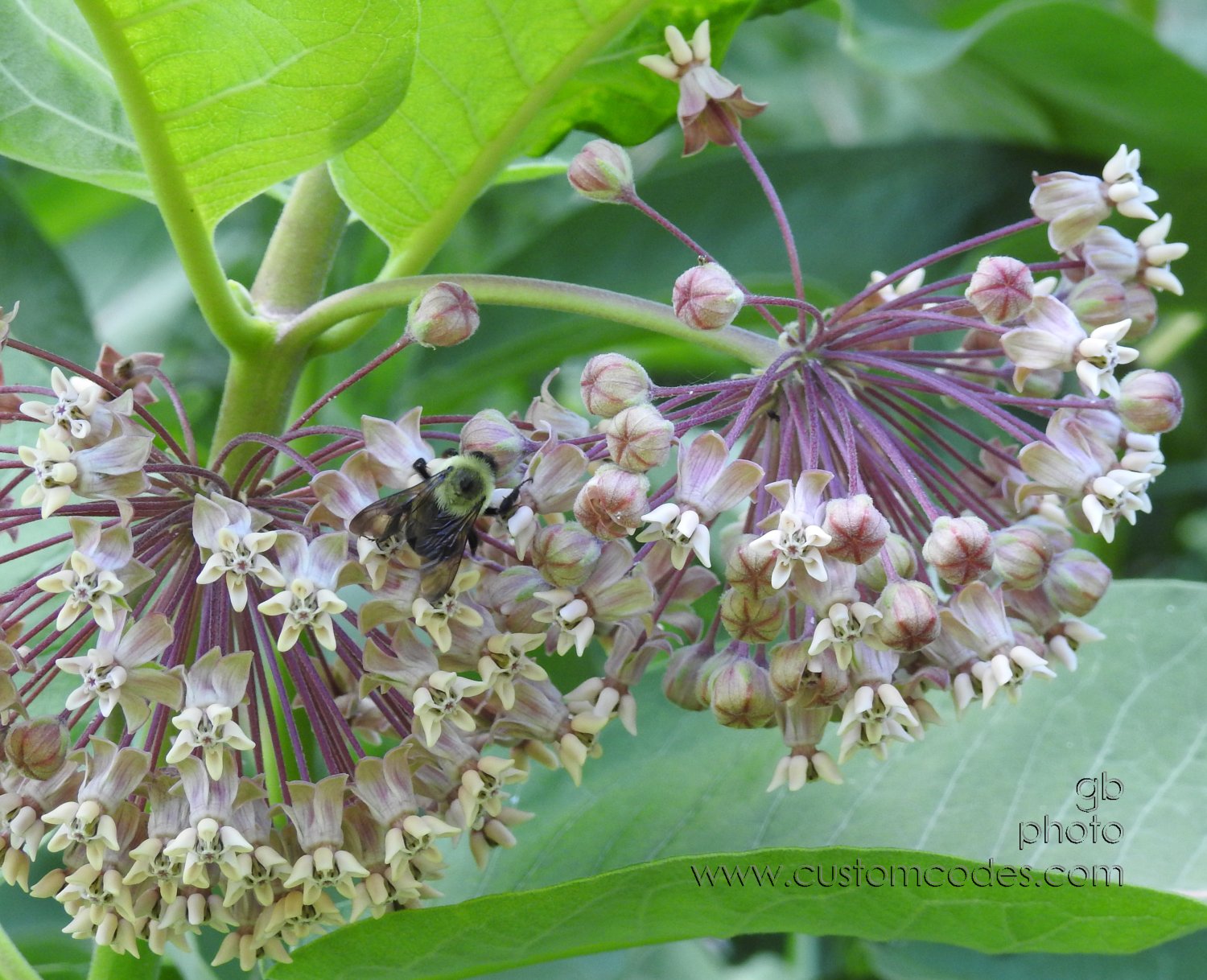 BumblerOnMilkweed_20170620