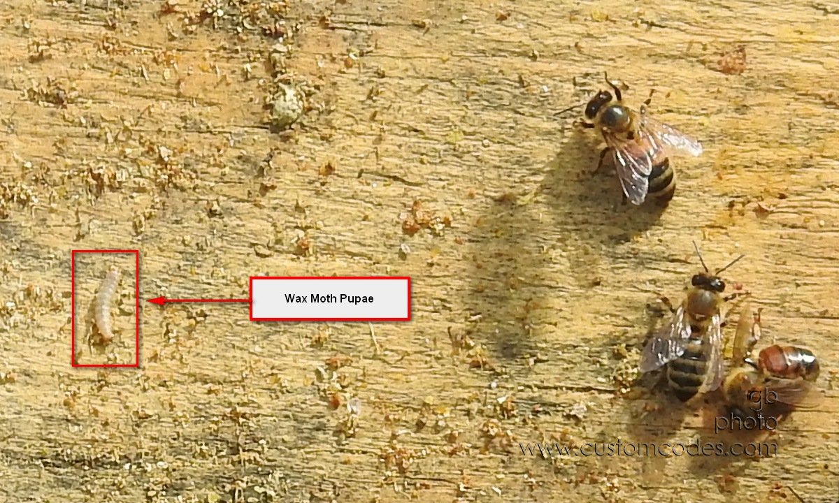 WaxMothPupaeOnBottomBoard