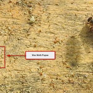 WaxMothPupaeOnBottomBoard