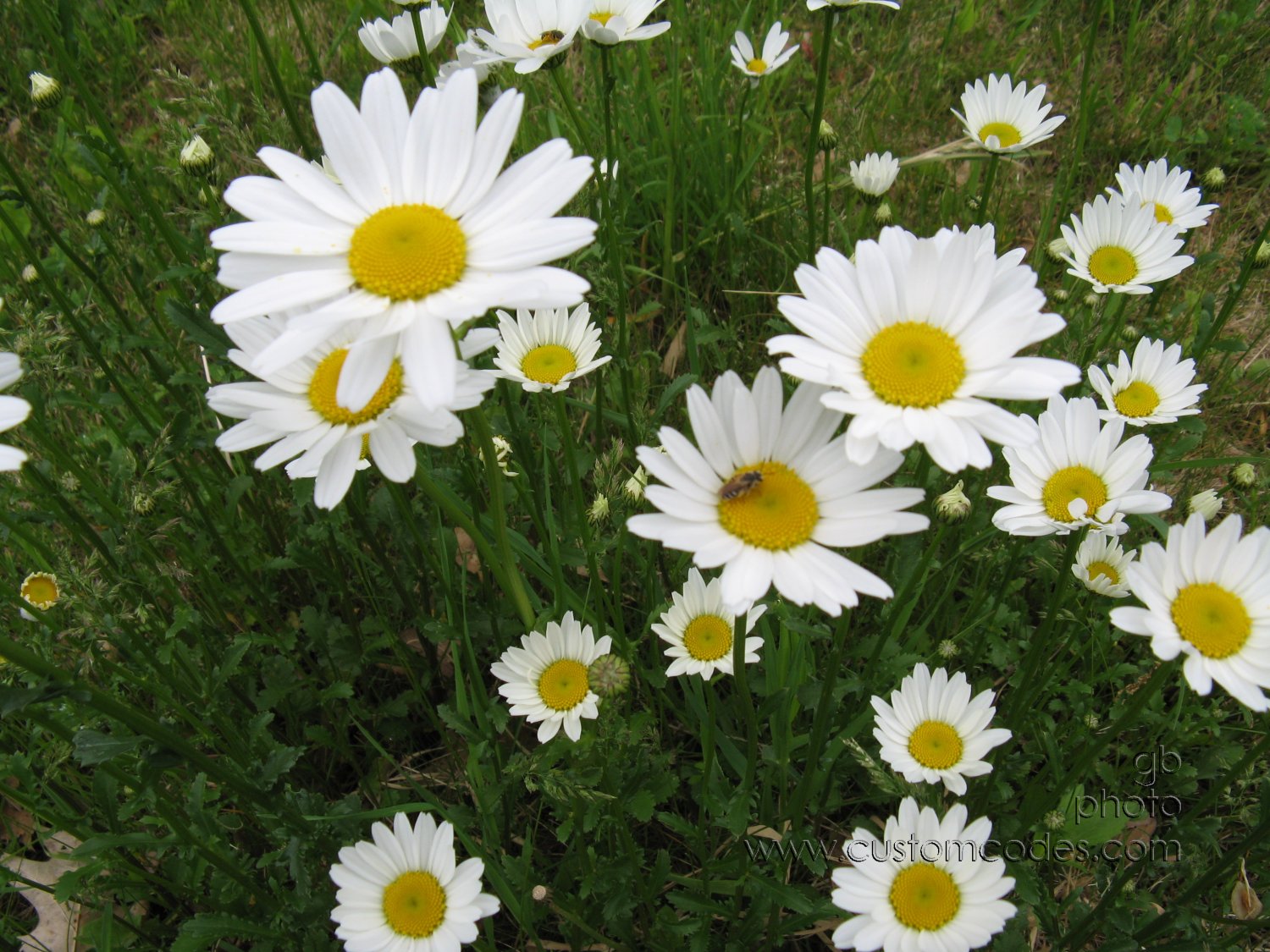 BeeOnDaisy