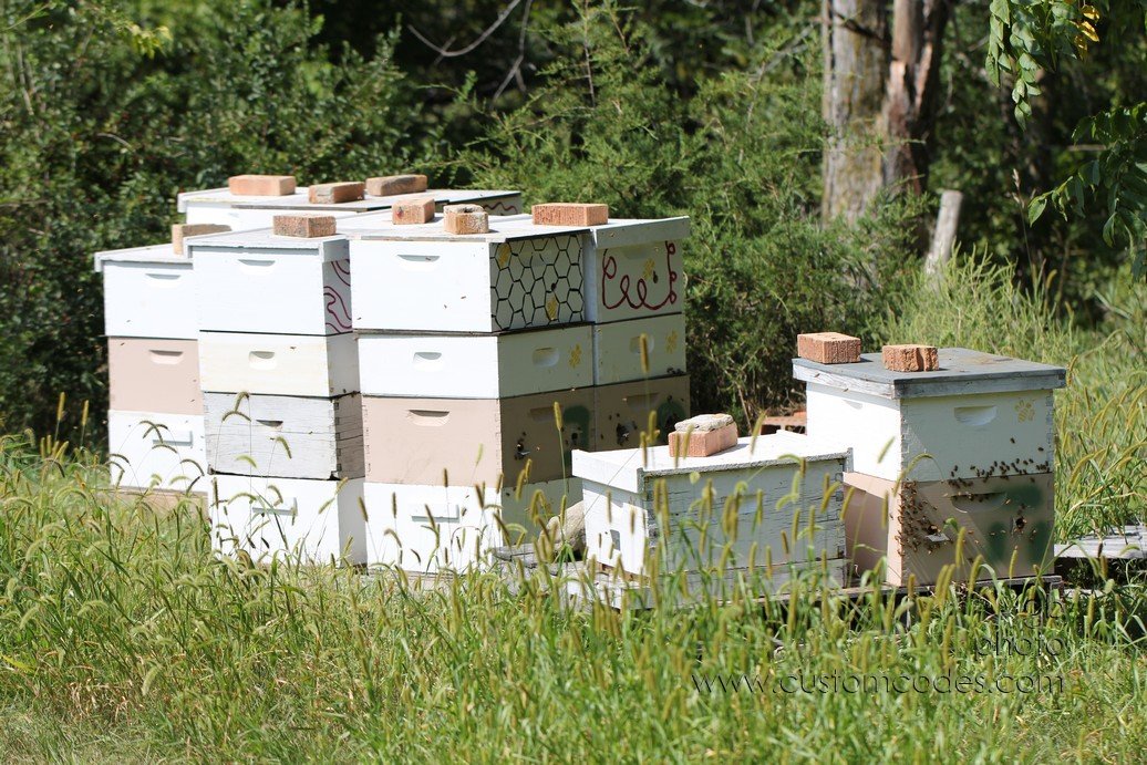 BeeHives2010_08_29
