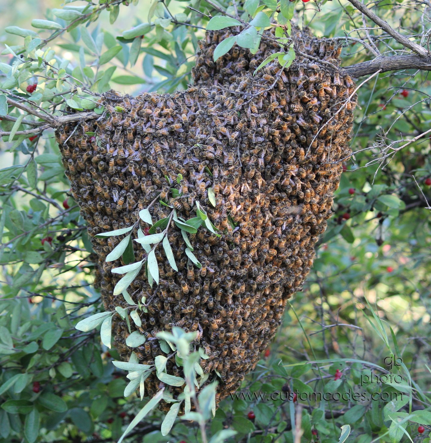 BeeSwarm_2010-08-26_cr3