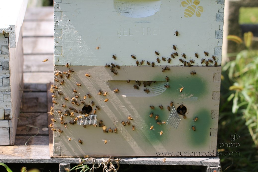 BeeDoor_2010_08_29
