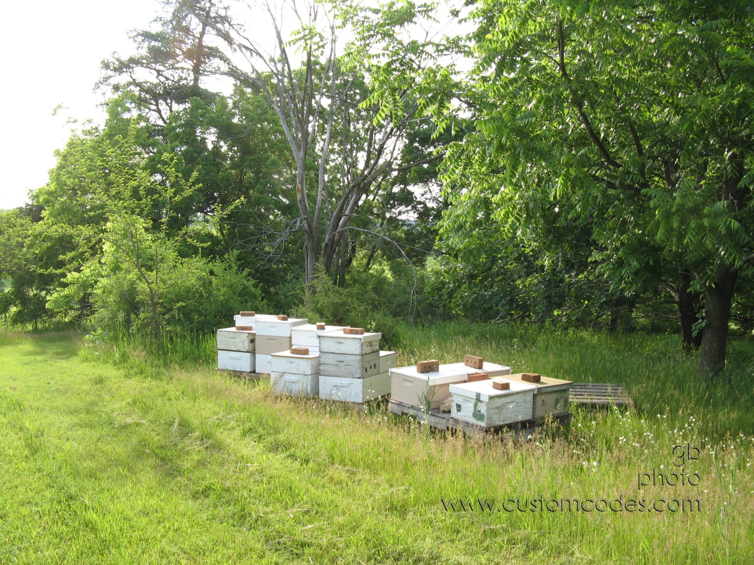 beehives20100604