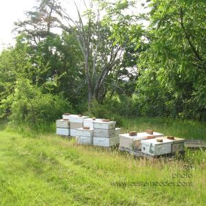beehives20100604
