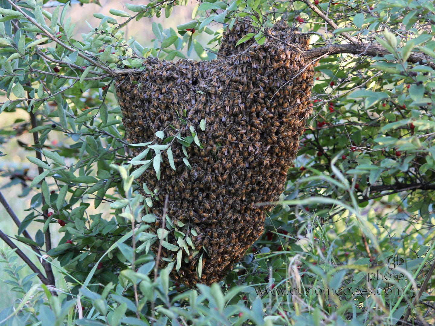 BeeSwarm_2010-08-26_cr