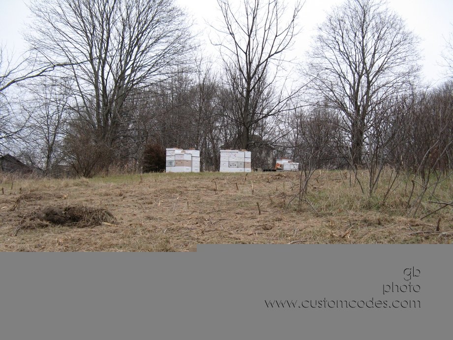 SWSideOfHives_20101129