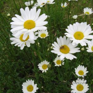 BeeOnDaisy