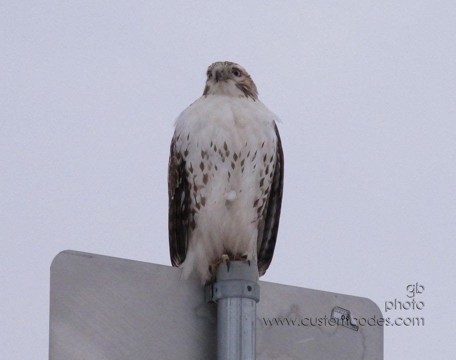 hawk_2011_01_12