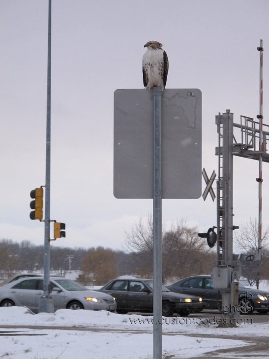 traffic_watcher_2011_01_12