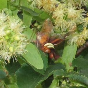 FlyingCrawfish_2