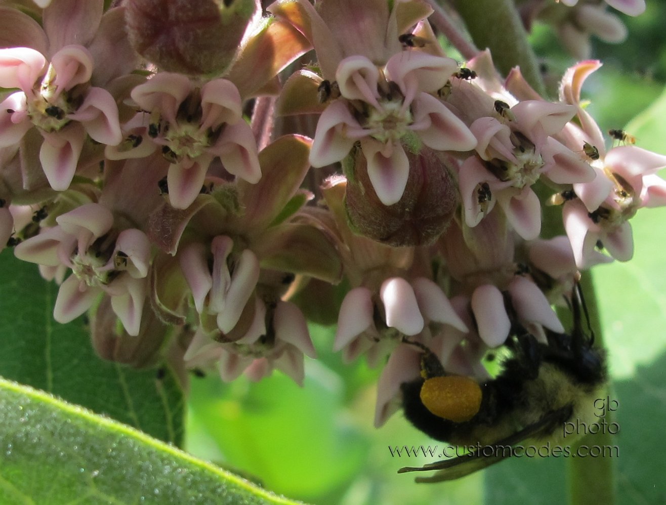 bumbleBee_20120615_2