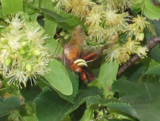 FlyingCrawfish_2