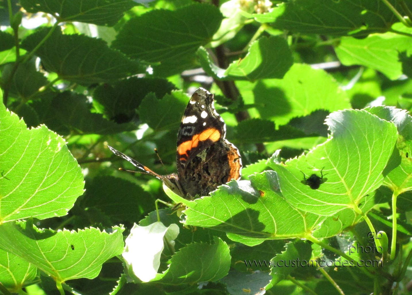 butterflyFromBelow_20120615