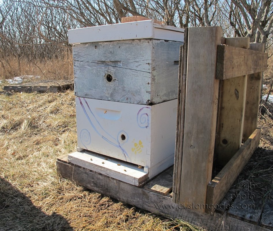 beeHumming_20120219