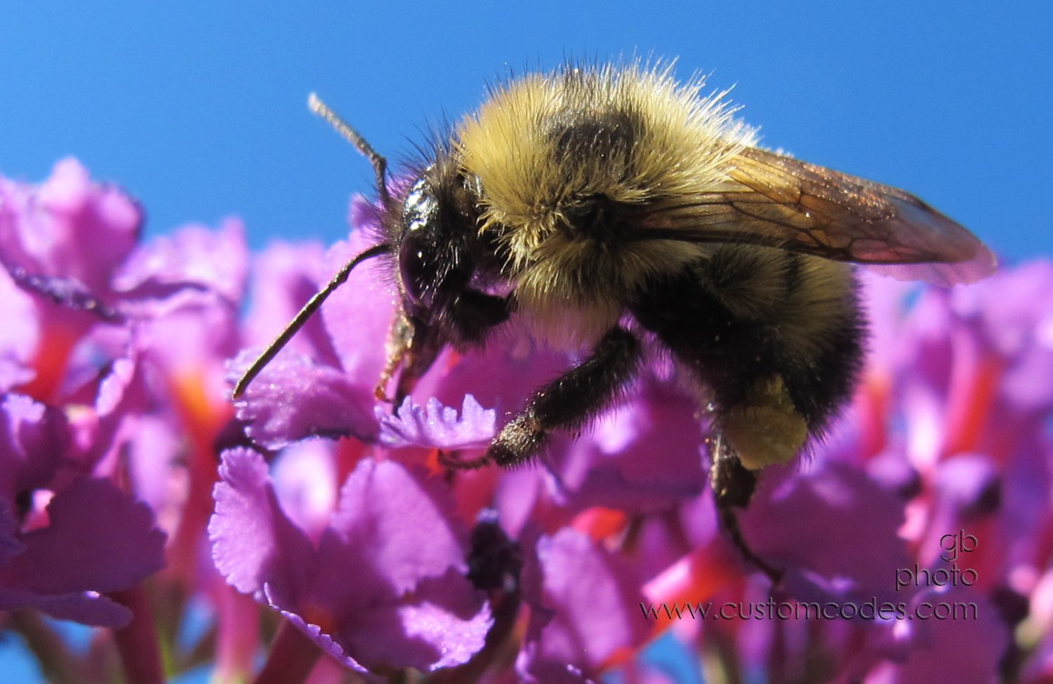 bumbler_20120806