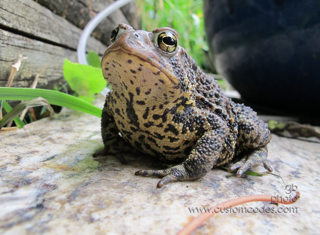 toad_20120623