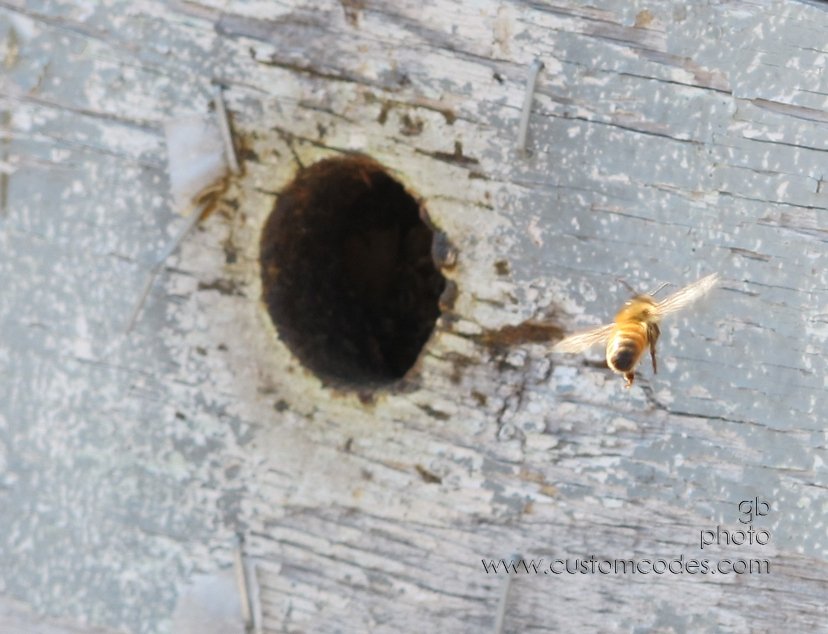 homewardBound_20120219