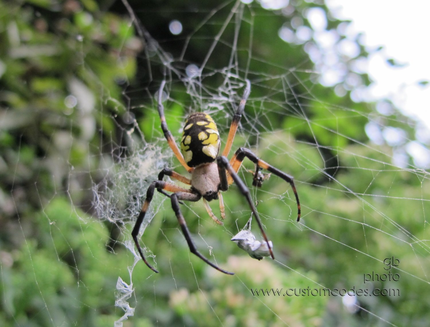 gardenSpider_20120831_4
