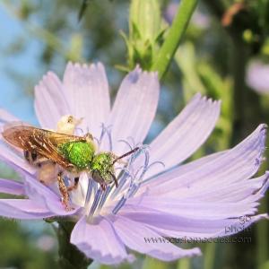 flyOrBee